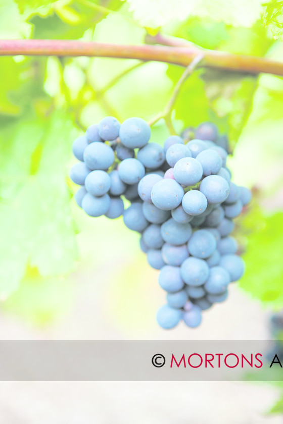 Grapes 018 
 Grapes 
 Keywords: grapes, Kitchen Garden, Mortons Archive, Mortons Media Group, wisley vineyard