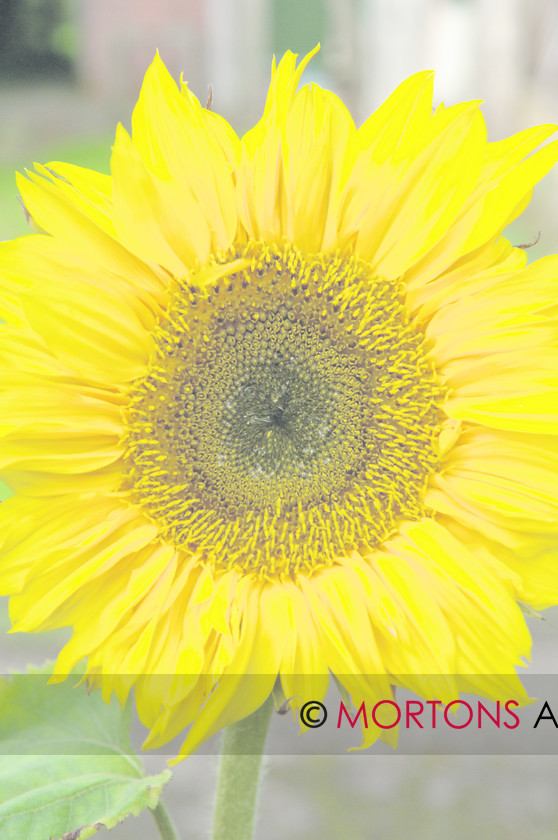 DSC 0110 
 Sunflower 
 Keywords: Kitchen Garden, Mortons Archive, Mortons Media Group