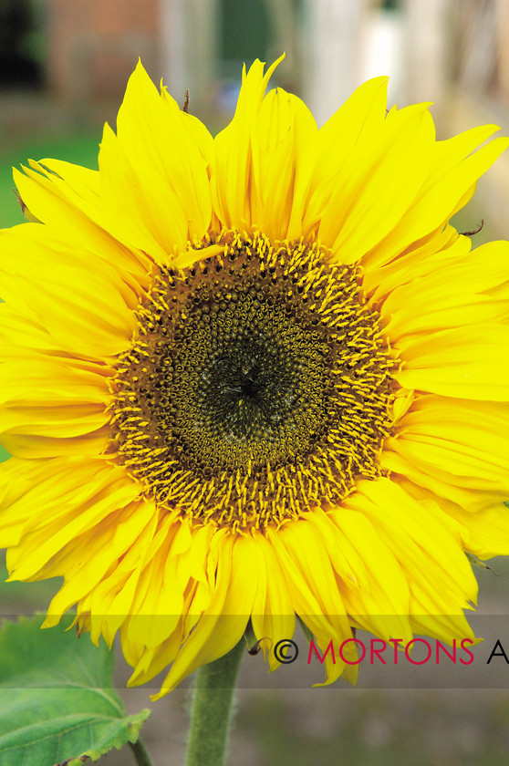 WD500939@66 DSC 0111 
 Sunflower 
 Keywords: (Multiple values), feature gardening on a budget, issue sept, Kitchen Garden, month sept, Mortons Archive, Mortons Media Group, person(s) name andy hamilton, publication kg, year 2009