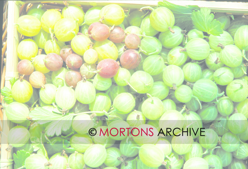 June2 2010 
 Grapes 
 Keywords: gooseberries, Kitchen Garden, Mortons Archive, Mortons Media Group