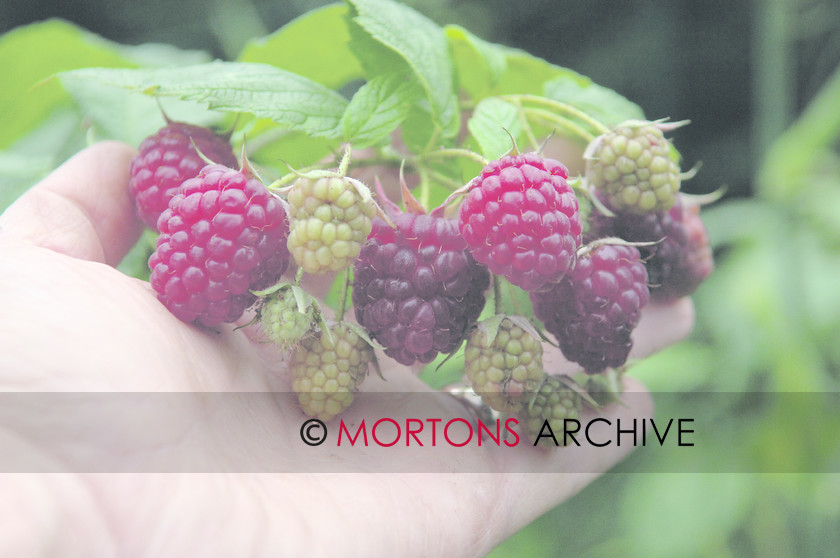 DSC 0107 
 Raspberries 
 Keywords: Kitchen Garden, Mortons Archive, Mortons Media Group