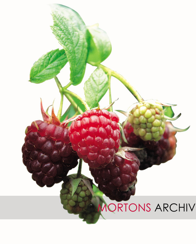 WD520612@FC 01 DSC 0106 
 Raspberries 
 Keywords: date 14/9/09, feature front cover, issue nov, Kitchen Garden, month aug, Mortons Archive, Mortons Media Group, other fruit, plant raspberry, publication kg, raspberries, variety autumn bliss, year 2009