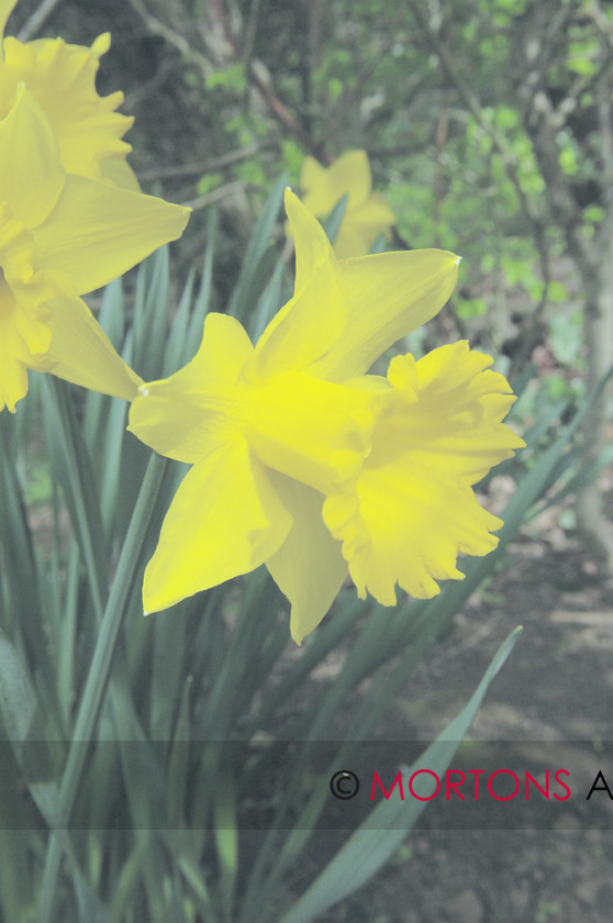 daffodil 004 
 Daffodil 
 Keywords: daffodil, Kitchen Garden, Mortons Archive, Mortons Media Group, yellow