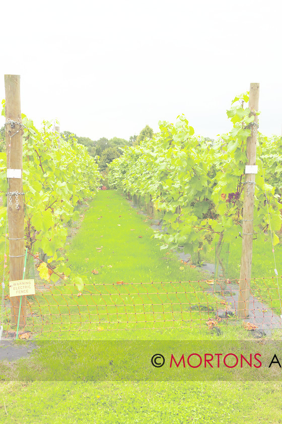 Grapes 024 
 Grape vines 
 Keywords: grapes, Kitchen Garden, Mortons Archive, Mortons Media Group, wisley vineyard