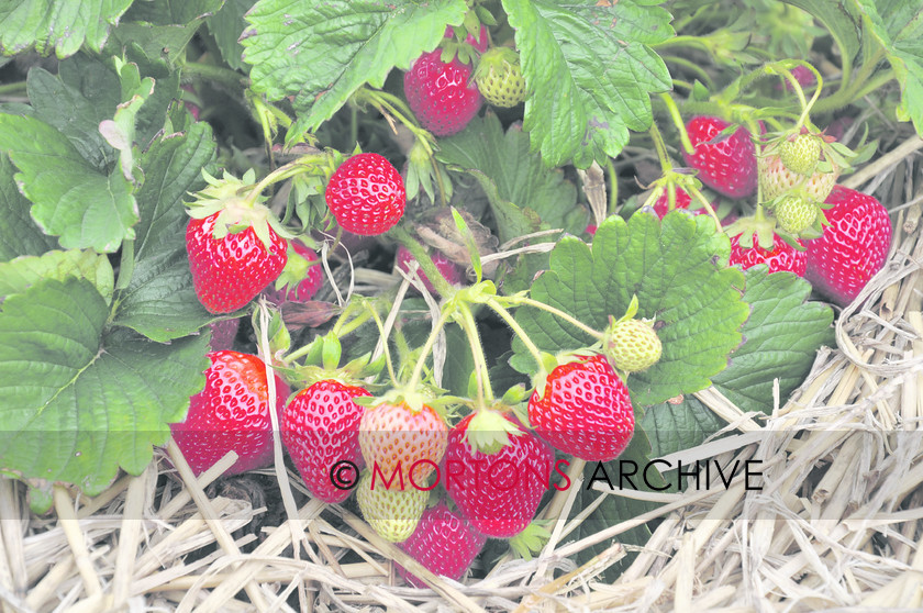 Florence 3 
 Strawberries 
 Keywords: Kitchen Garden, Mortons Archive, Mortons Media Group